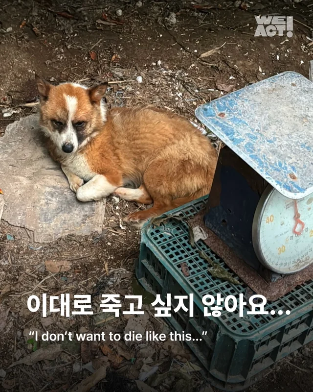 이대로 죽고싶지 않아요 현장 사진