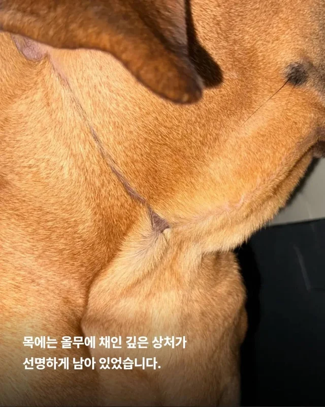 목에 남은 상처, 사라지지 않은 진실 현장 사진