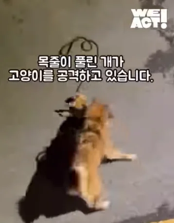 반려견이 길고양이 물어 죽이는데…방치한 견주 형사 .. 보도 사진