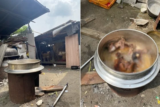 [단독]“살아있는 개 목매달고 토치로 태워”…개농장.. 보도 사진