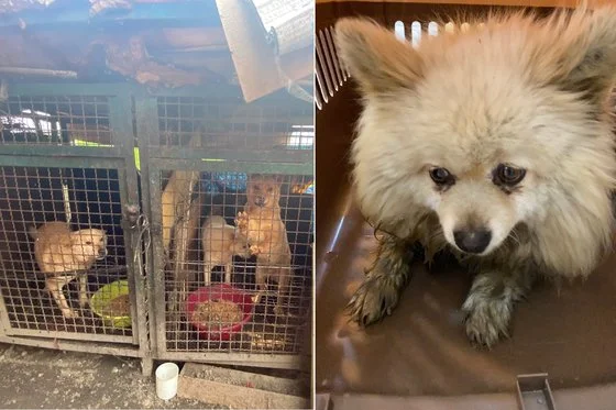 [단독]“살아있는 개 목매달고 토치로 태워”…개농장.. 보도 사진