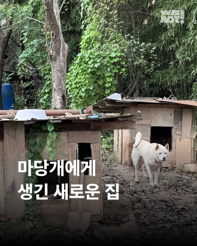 마당개에게 생긴 새로운 집 현장 사진