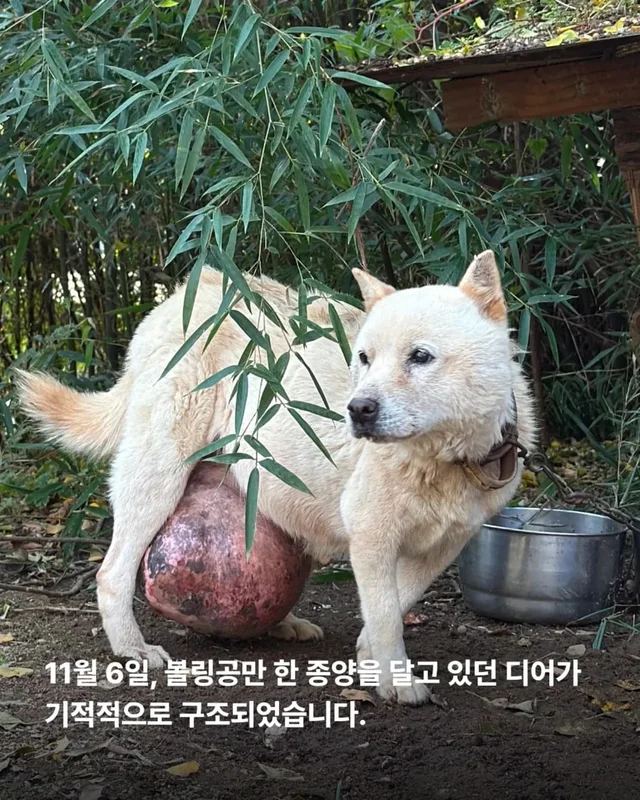 마당개에게 생긴 새로운 집 현장 사진