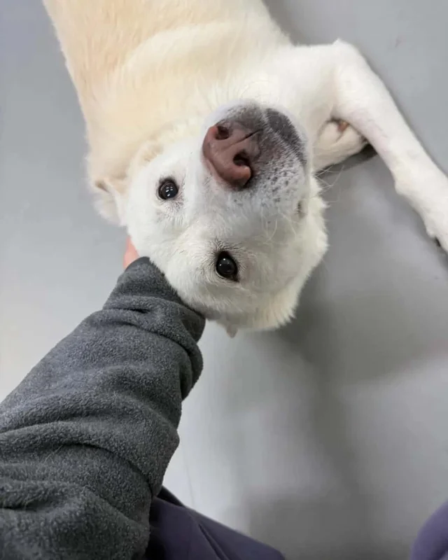 마당개에게 생긴 새로운 집 현장 사진