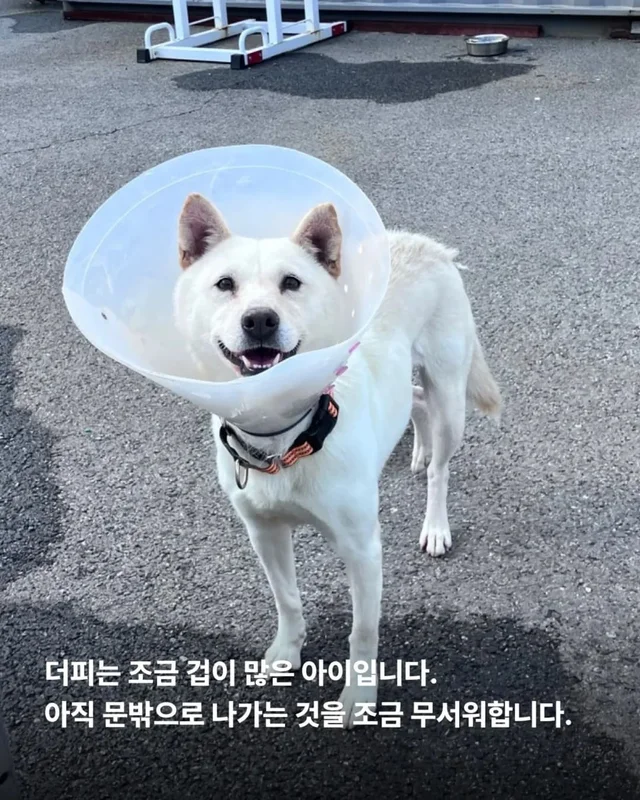 마당개에게 생긴 새로운 집 현장 사진