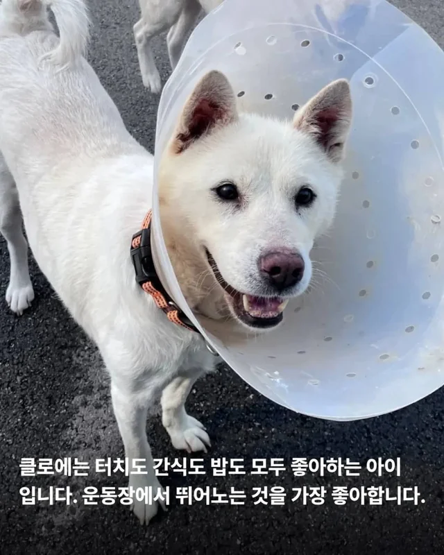 마당개에게 생긴 새로운 집 현장 사진