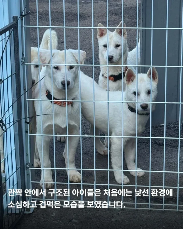 마당개에게 생긴 새로운 집 현장 사진