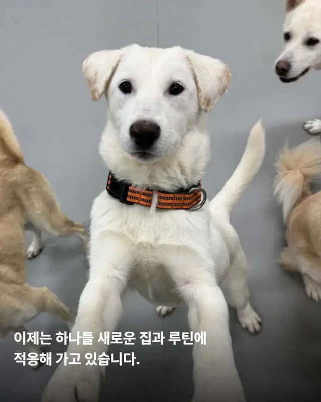 마당개에게 생긴 새로운 집 현장 사진