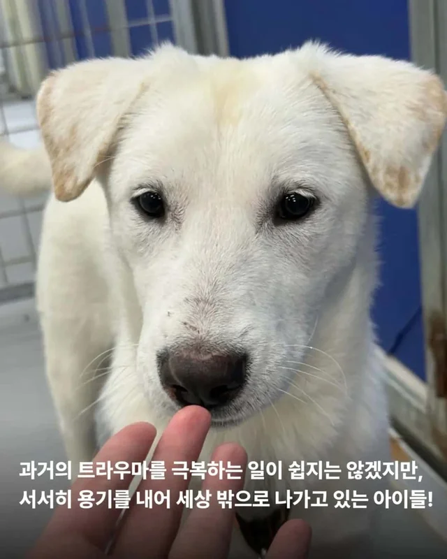마당개에게 생긴 새로운 집 현장 사진
