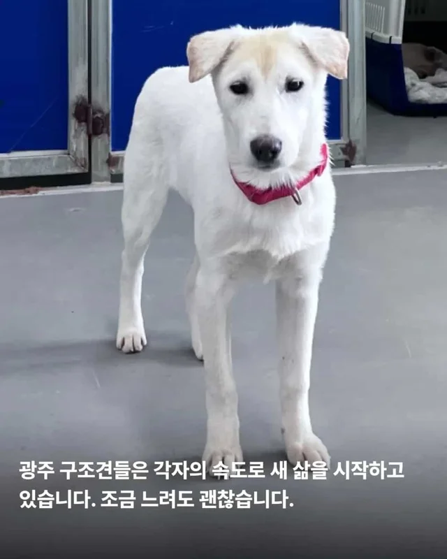 마당개에게 생긴 새로운 집 현장 사진