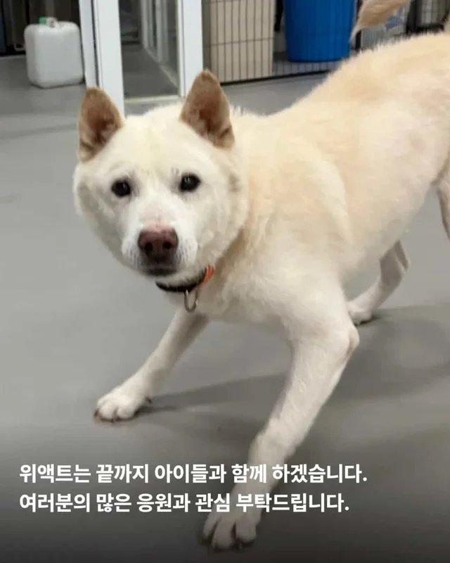 마당개에게 생긴 새로운 집 현장 사진