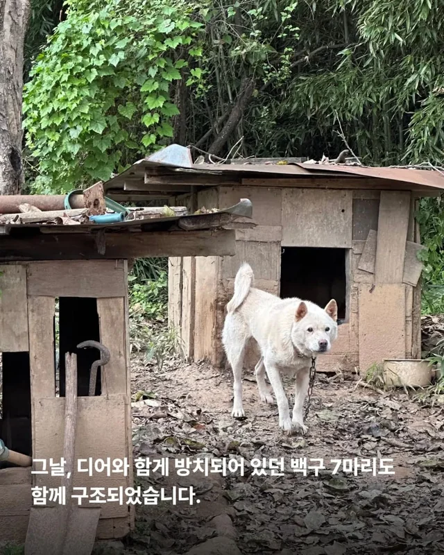 마당개에게 생긴 새로운 집 현장 사진