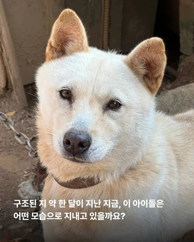 마당개에게 생긴 새로운 집 현장 사진