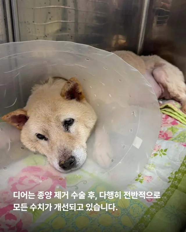 마당개에게 생긴 새로운 집 현장 사진
