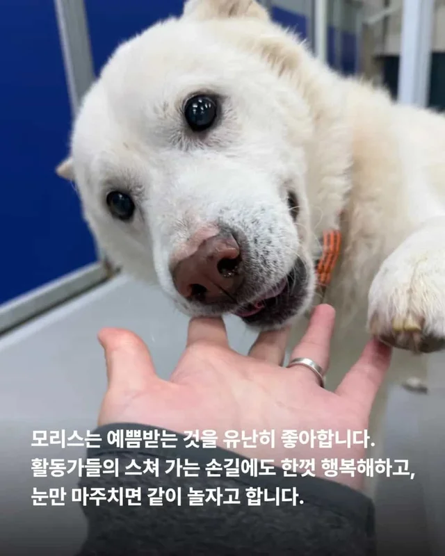 마당개에게 생긴 새로운 집 현장 사진