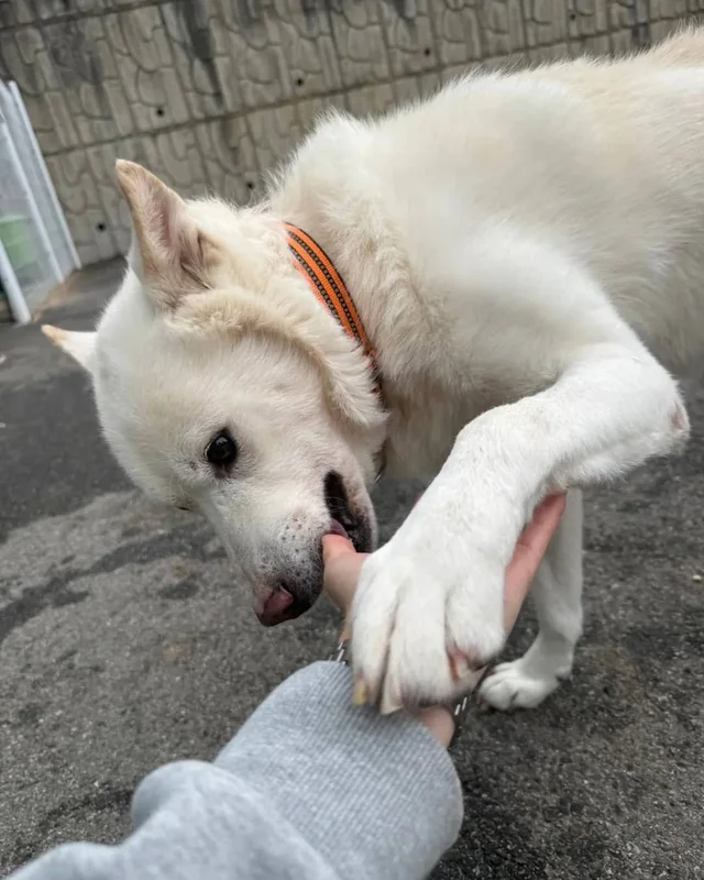 마당개에게 생긴 새로운 집 현장 사진