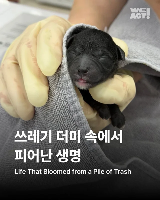 쓰레기 더미 속에서 피어난 생명 현장 사진