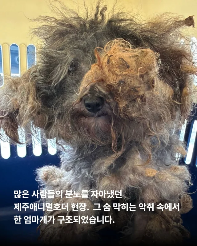 쓰레기 더미 속에서 피어난 생명 현장 사진