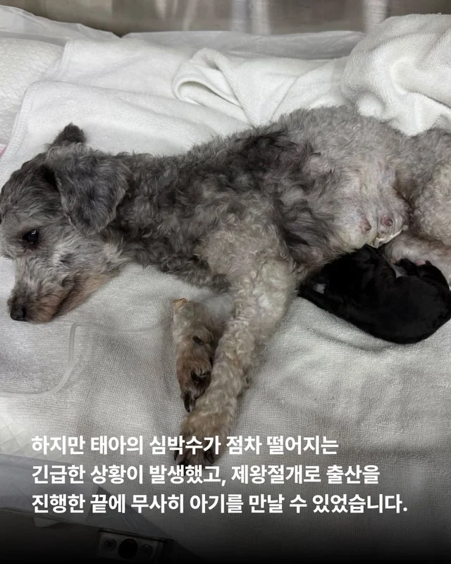 쓰레기 더미 속에서 피어난 생명 현장 사진