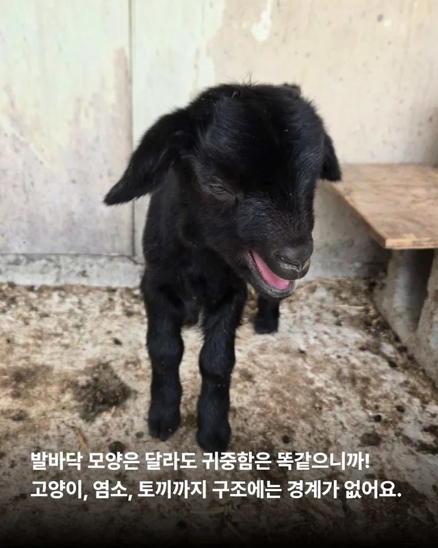 종의 경계를 넘어 시작된 기적 같은 ‘두 번째 삶‘ 현장 사진