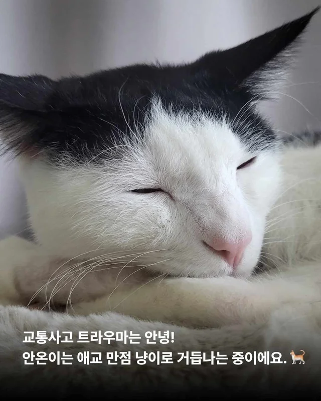종의 경계를 넘어 시작된 기적 같은 ‘두 번째 삶‘ 현장 사진