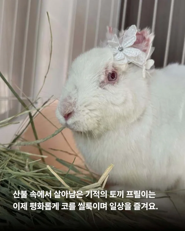 종의 경계를 넘어 시작된 기적 같은 ‘두 번째 삶‘ 현장 사진