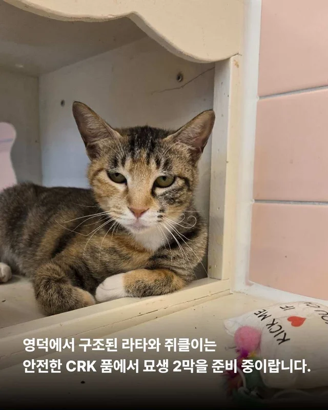 종의 경계를 넘어 시작된 기적 같은 ‘두 번째 삶‘ 현장 사진