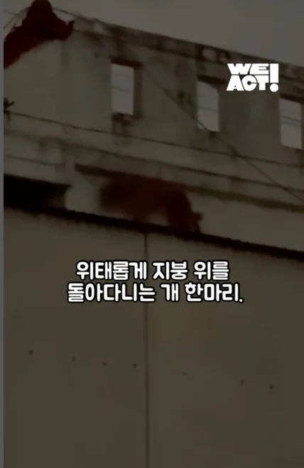 지붕위에갇힌개 현장 사진