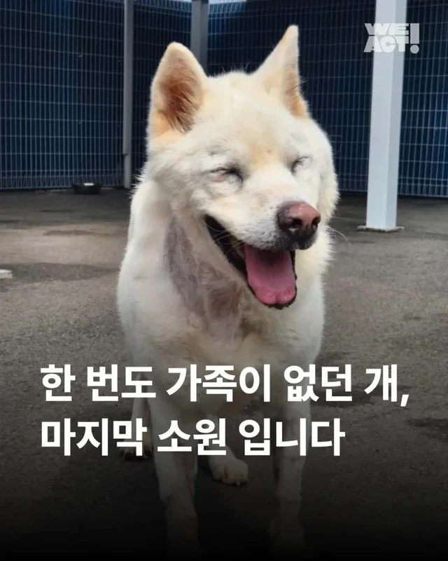 한 번도 가족이 없던 개, 마지막 소원입니다. 노견의 .. 현장 사진