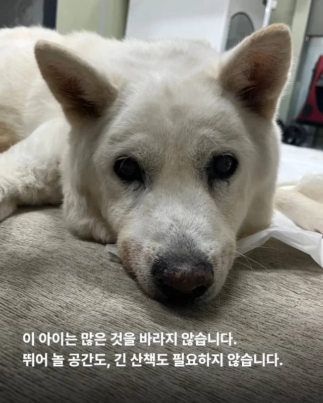 한 번도 가족이 없던 개, 마지막 소원입니다. 노견의 .. 현장 사진