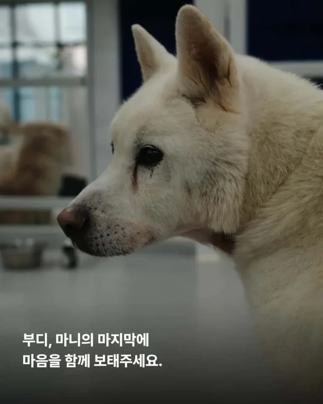 한 번도 가족이 없던 개, 마지막 소원입니다. 노견의 .. 현장 사진
