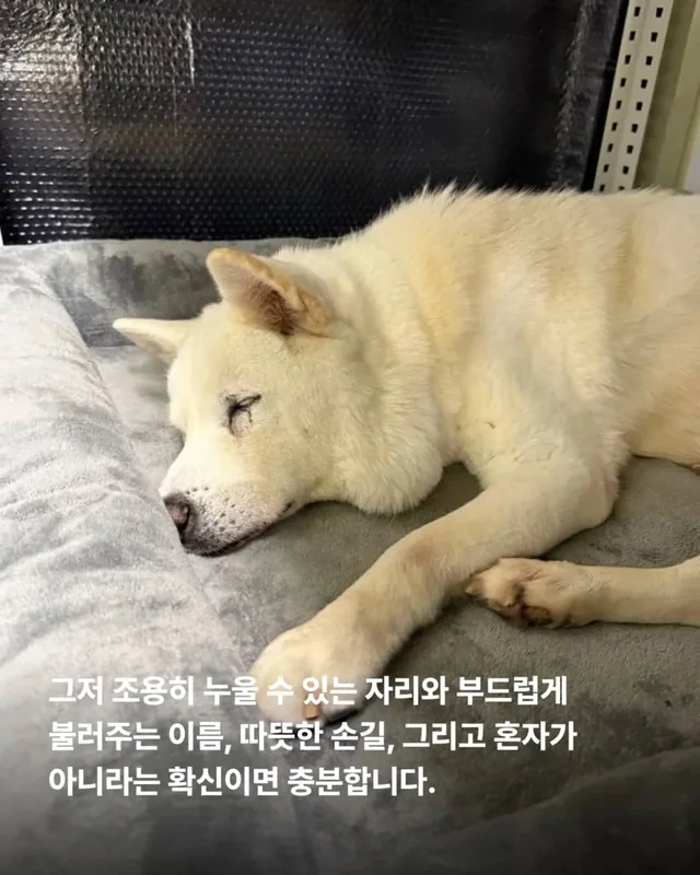 한 번도 가족이 없던 개, 마지막 소원입니다. 노견의 .. 현장 사진