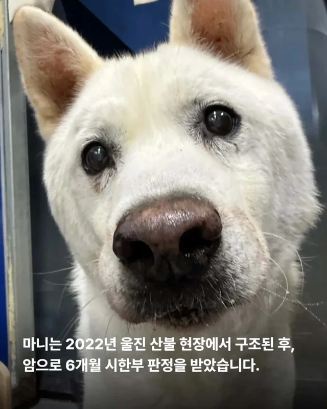 한 번도 가족이 없던 개, 마지막 소원입니다. 노견의 .. 현장 사진