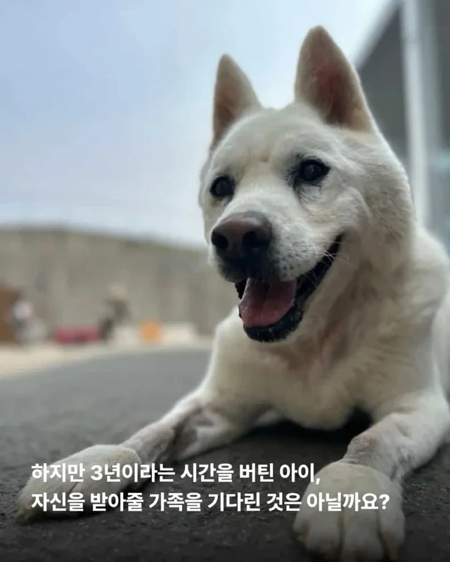 한 번도 가족이 없던 개, 마지막 소원입니다. 노견의 .. 현장 사진