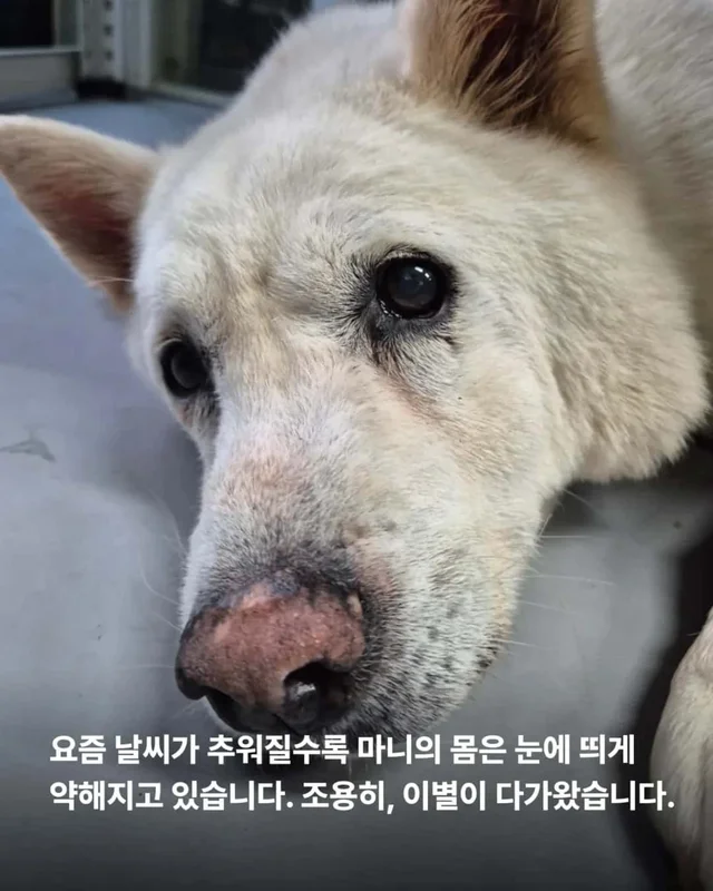 한 번도 가족이 없던 개, 마지막 소원입니다. 노견의 .. 현장 사진