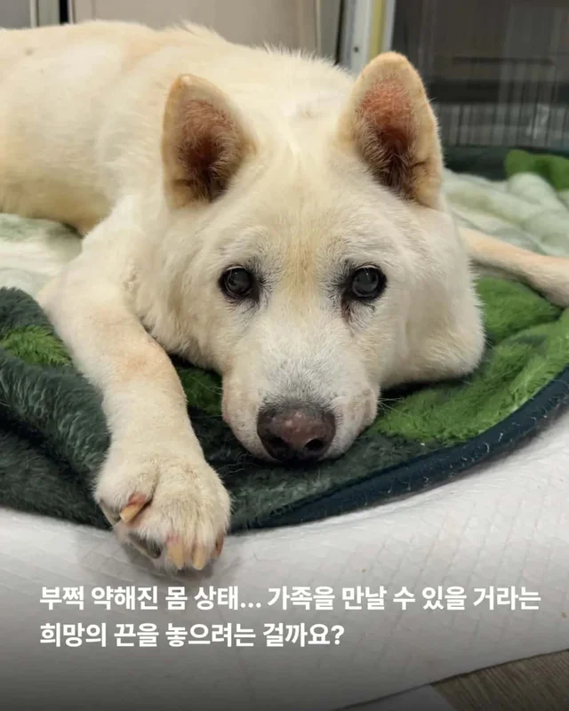 한 번도 가족이 없던 개, 마지막 소원입니다. 노견의 .. 현장 사진