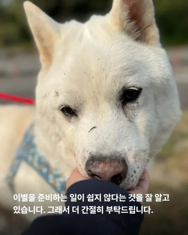 한 번도 가족이 없던 개, 마지막 소원입니다. 노견의 .. 현장 사진