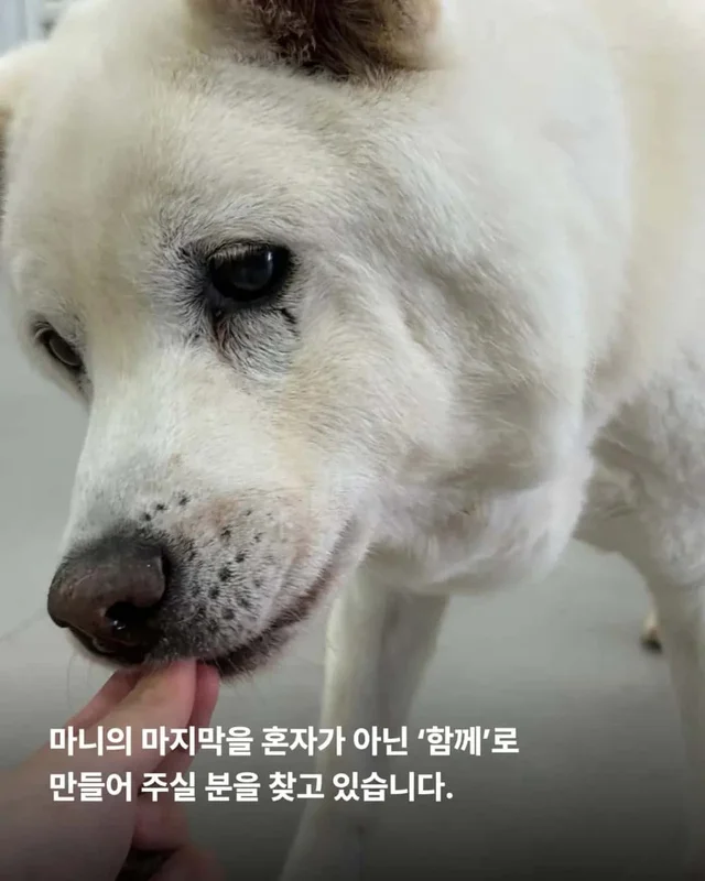 한 번도 가족이 없던 개, 마지막 소원입니다. 노견의 .. 현장 사진