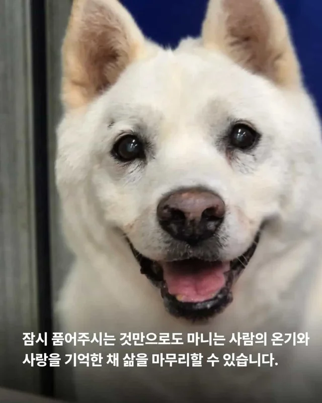 한 번도 가족이 없던 개, 마지막 소원입니다. 노견의 .. 현장 사진