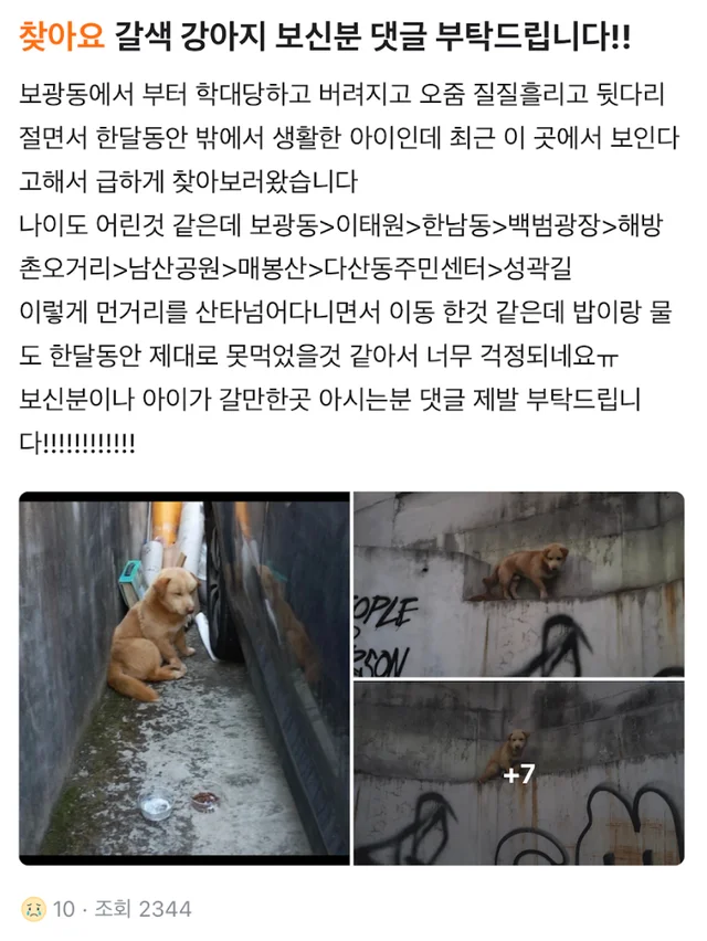 남산누렁이 현장 사진