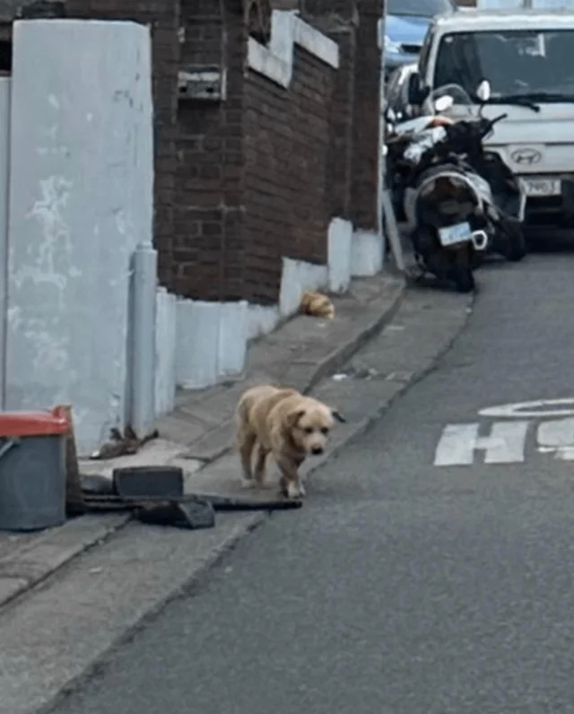 남산누렁이 현장 사진