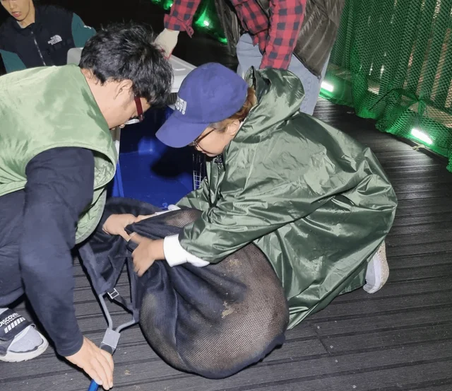 남산누렁이 현장 사진
