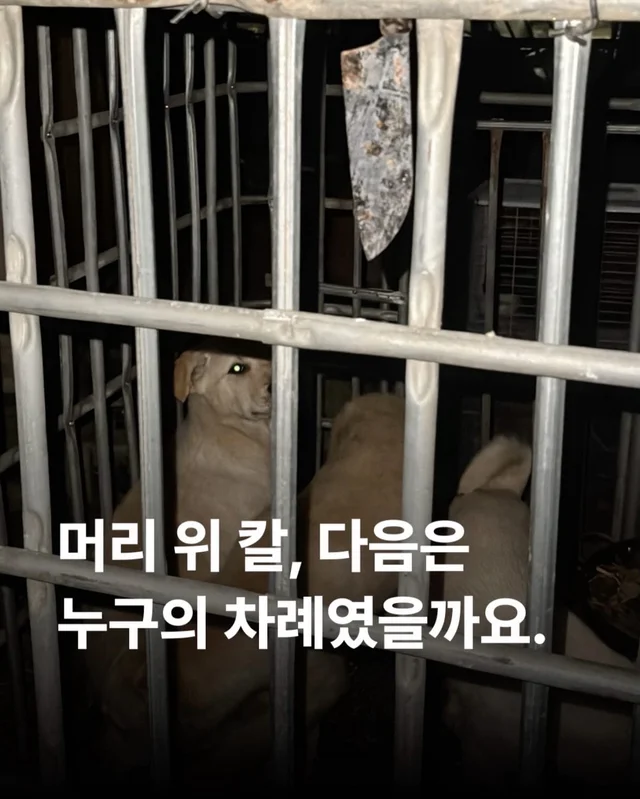 화성 불법도살장 현장 사진