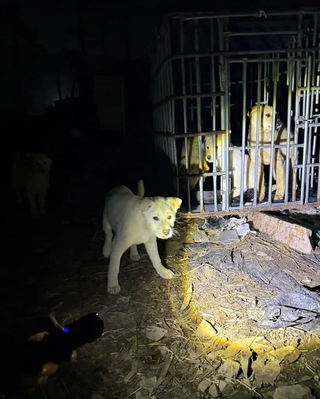 화성 불법도살장 현장 사진