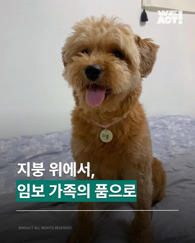 지붕위에 갇힌 개 - 위액트 와플 현장 사진