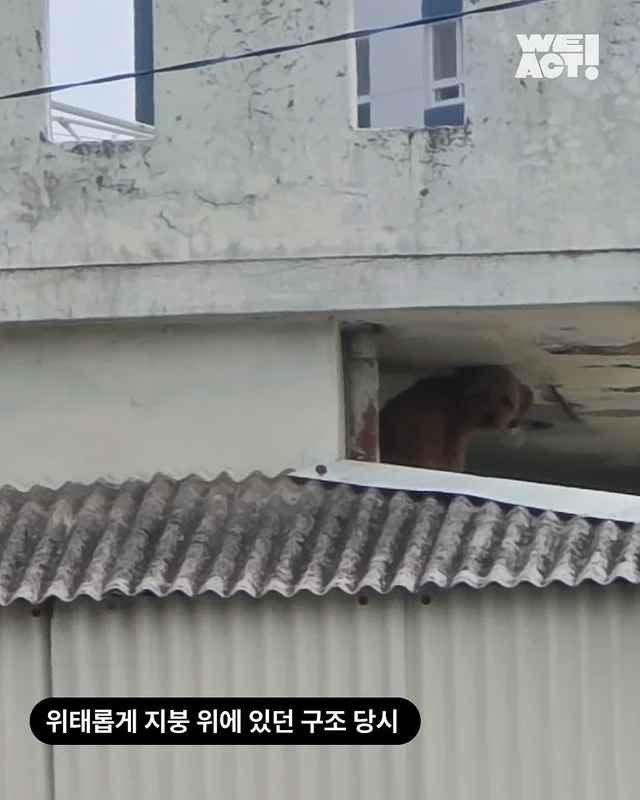 지붕위에 갇힌 개 - 위액트 와플 현장 사진