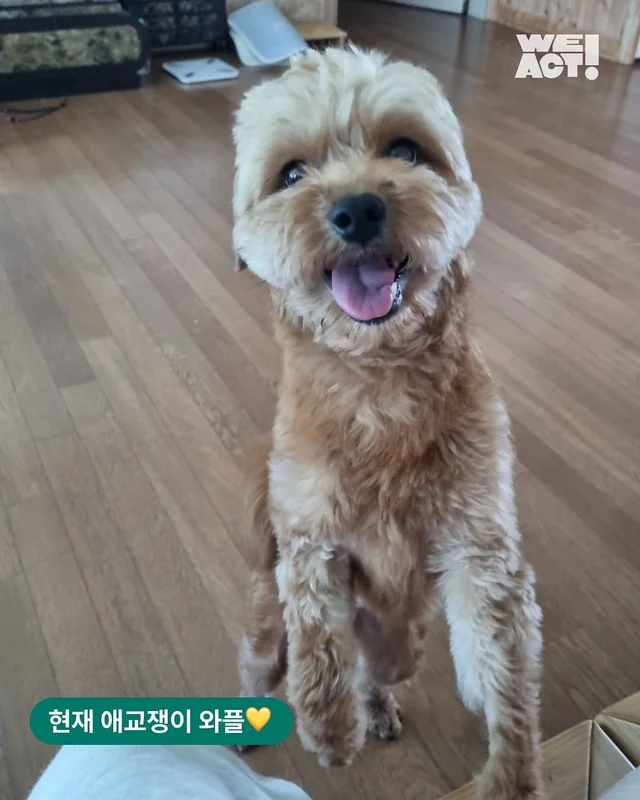 지붕위에 갇힌 개 - 위액트 와플 현장 사진