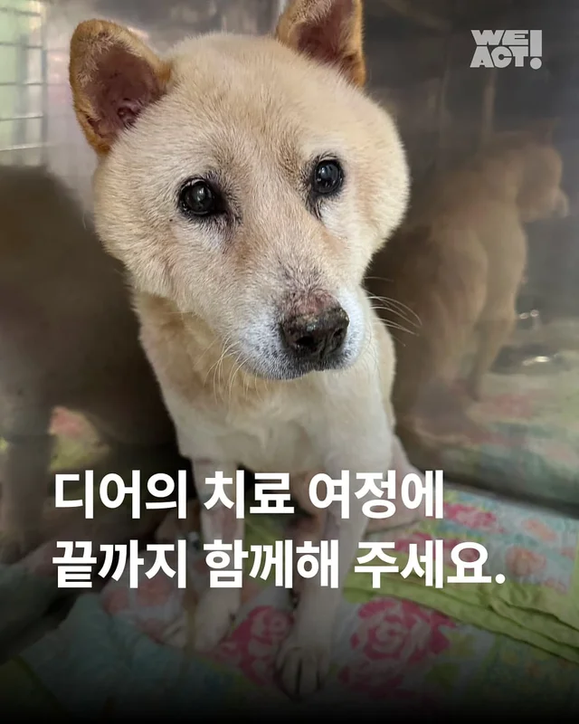 디어의 치료 여정에 끝까지 함께해주세요. 현장 사진