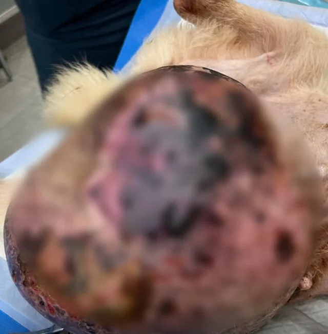 디어의 치료 여정에 끝까지 함께해주세요. 현장 사진