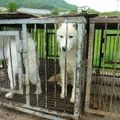 양산 개농장 대표 사진